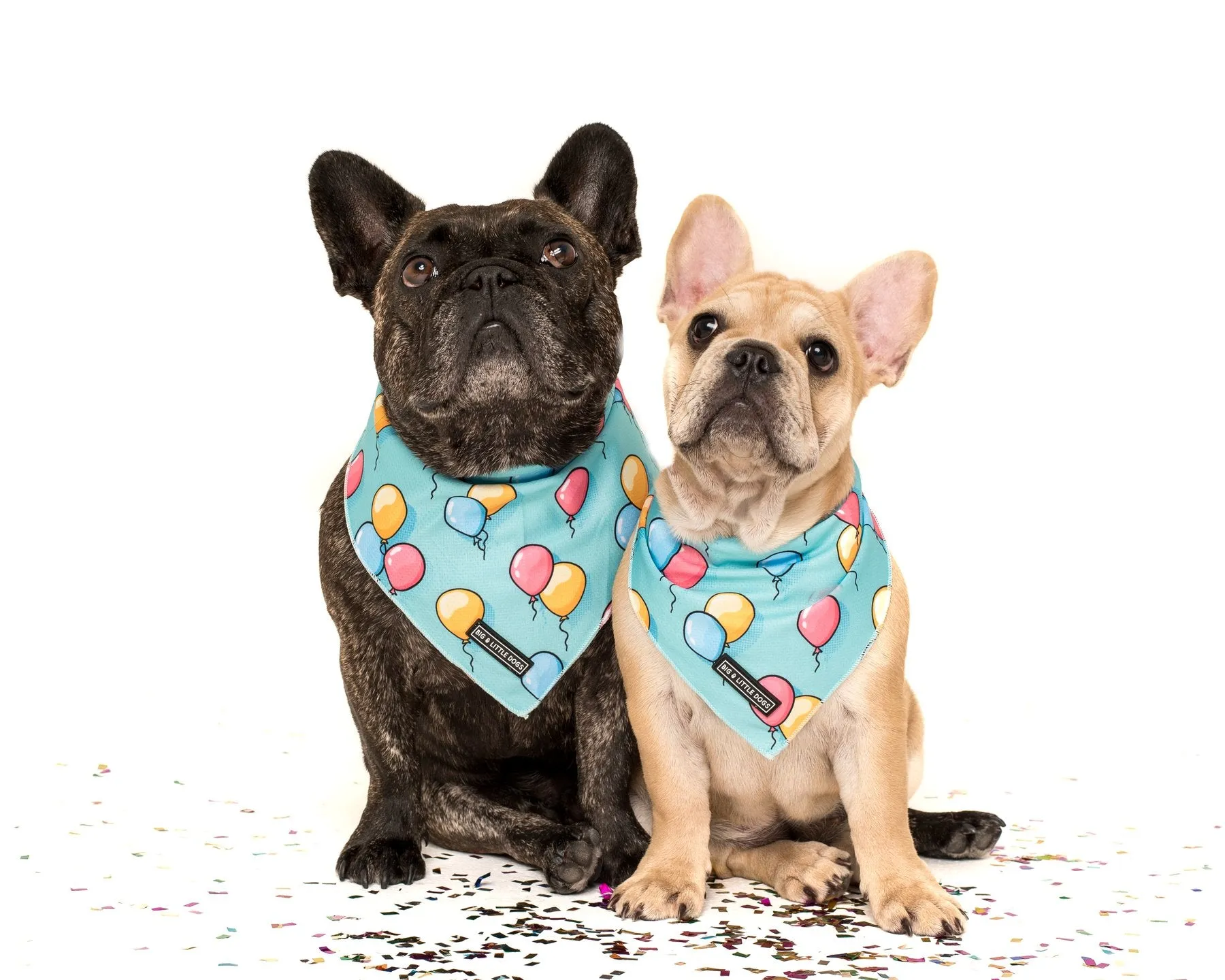Big & Little Dogs Birthday Balloons Bandana