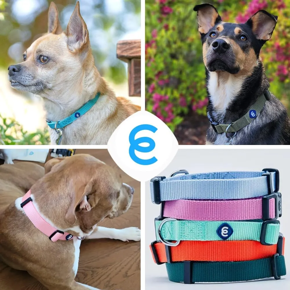 Blueberry Pet Essentials Dog Collar | Adjustable Girl Dog Collars for Medium Dogs | True Navy Puppy Collar | Classic Nylon Dog Collars for Small Dogs | Pet Accessories