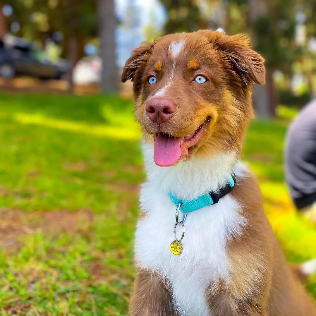 Blueberry Pet Essentials Turquoise X-Small Dog Collar for Boys | Adjustable Eco-Friendly Nylon with Quick Release | Stylish Dog Collars for Small Dogs|Neck Size 8"-11"