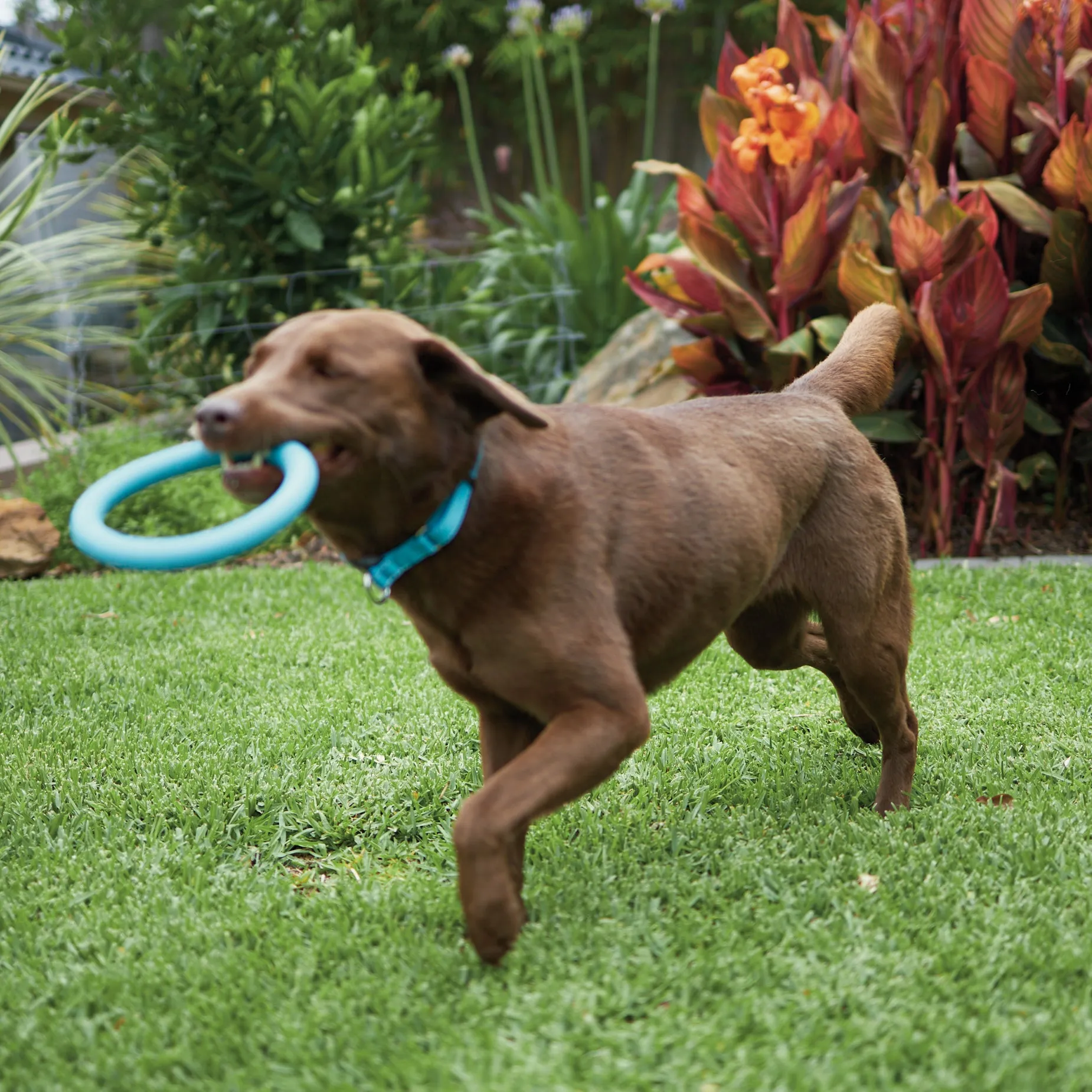 Chew Ring Tough Dog Toy