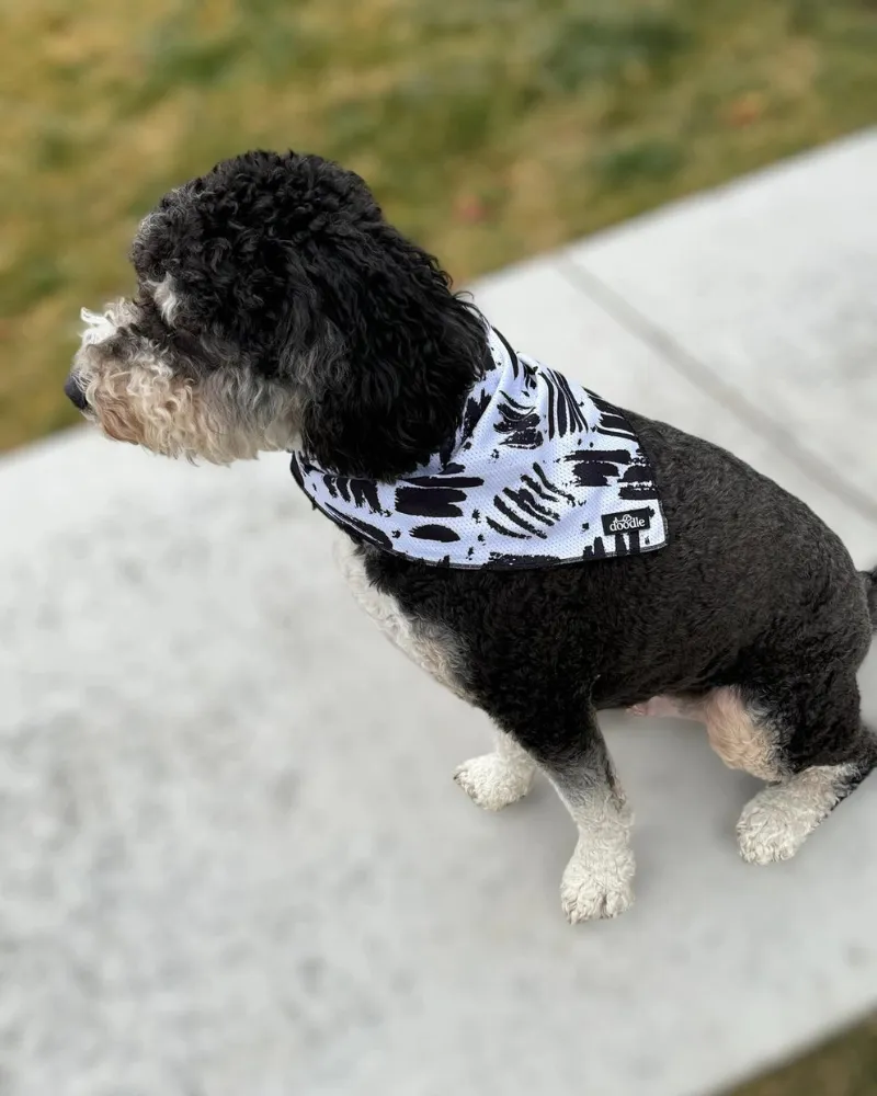 Cooling Dog Bandana in Berne (FINAL SALE) (SUM24LO)