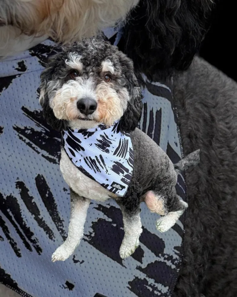 Cooling Dog Bandana in Berne (FINAL SALE) (SUM24LO)