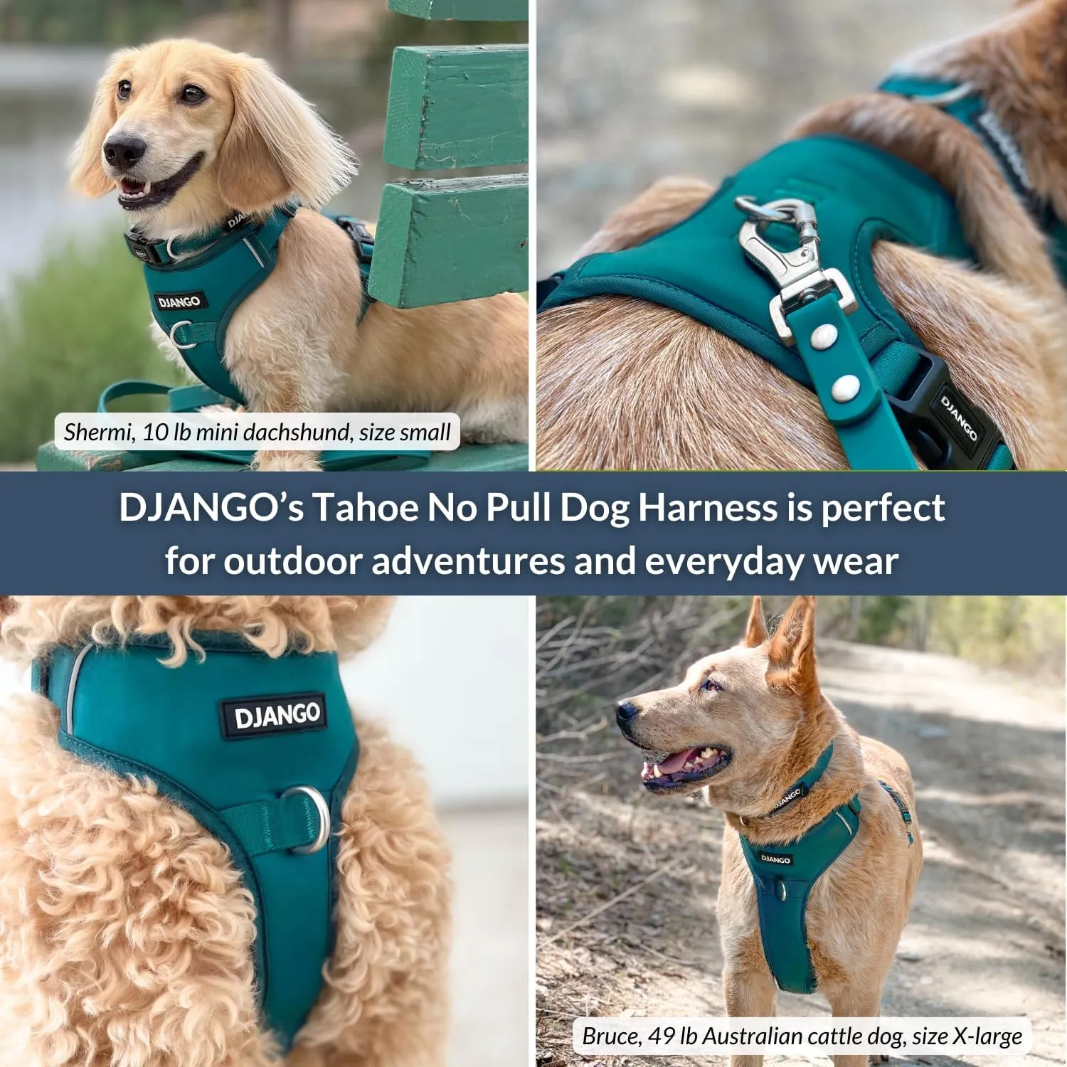 DJANGO Tahoe No Pull Dog Harness - Durable and Comfortable Neoprene Pet Harness for Dogs - Padded Pet Harness for Everyday Use - Adjustable Pet Harness for Medium Dogs - Teal Green Medium Dog Harness