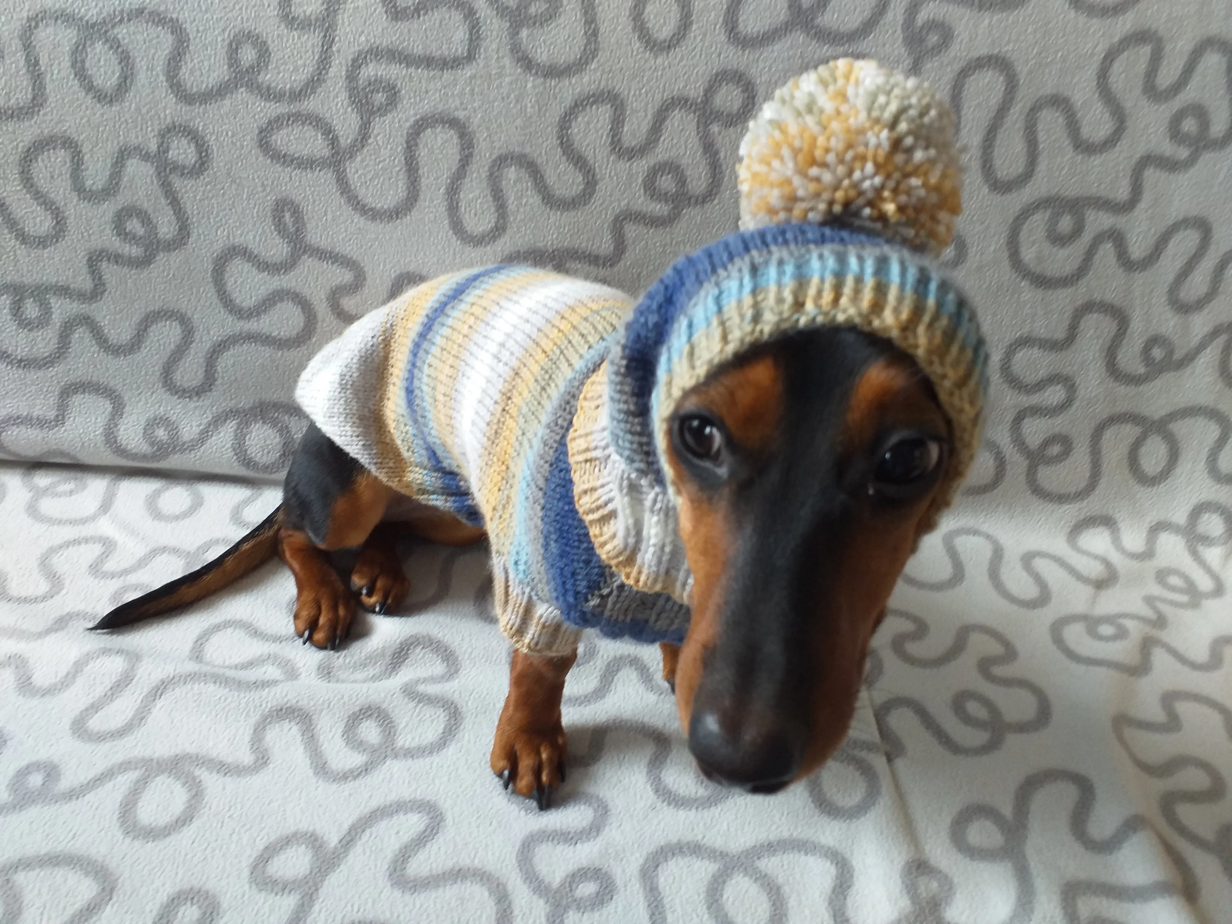 Doxie dachshund costume sweater and hat