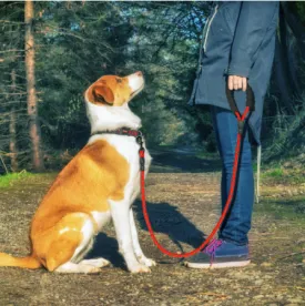 Durable Rubber Grip Pet Leash - 1.5m Polyester Rope, Various Colors