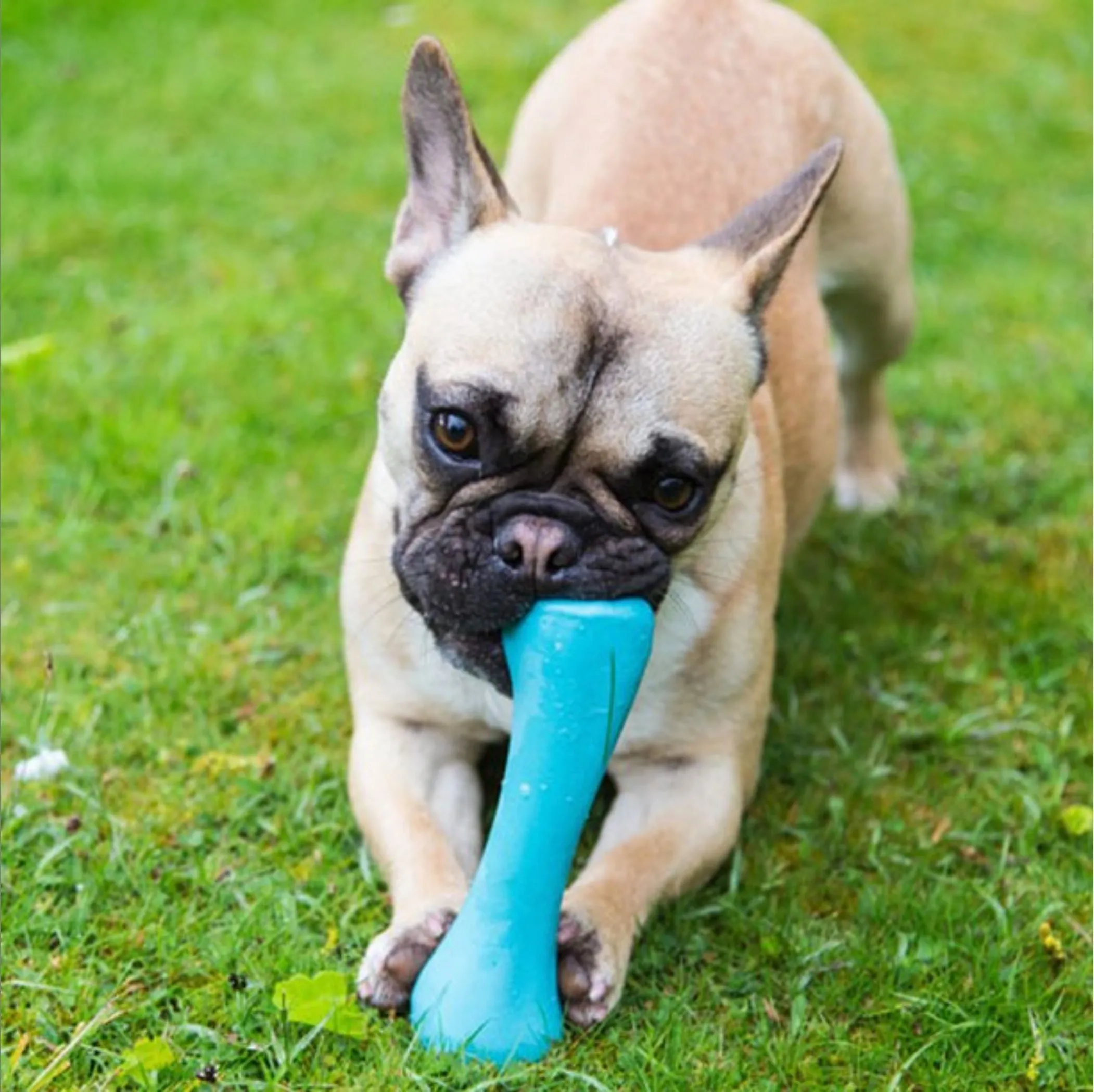 Natural Rubber Bone Dog Toy, Blue
