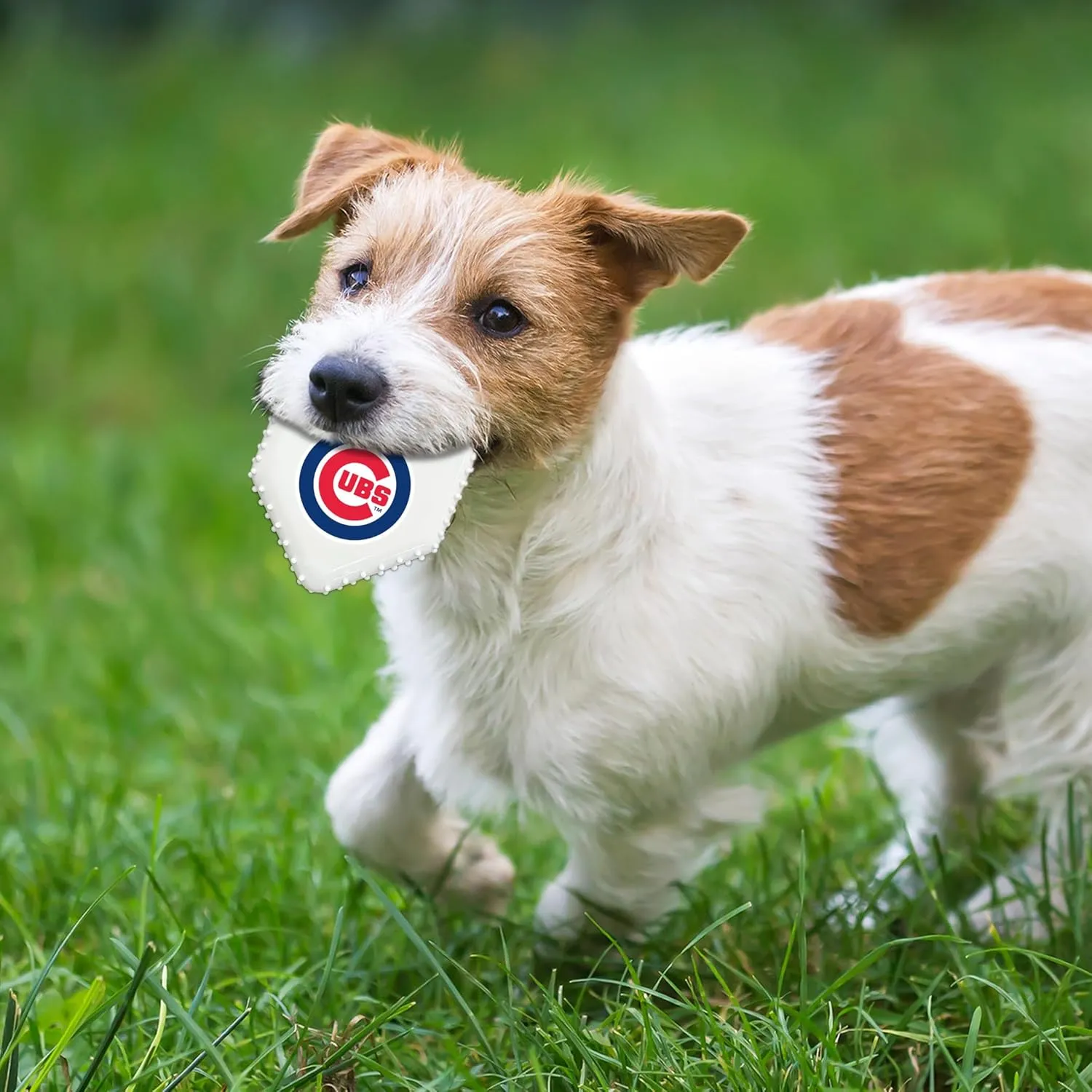 Pets First MLB Chicago Cubs Hard-Nylon Baseball Home Plate Dog Chew Toy, Interactive and Fun Dog CHEW Toy, Bacon Flavored, Strong Durable Chew Toy for Pets