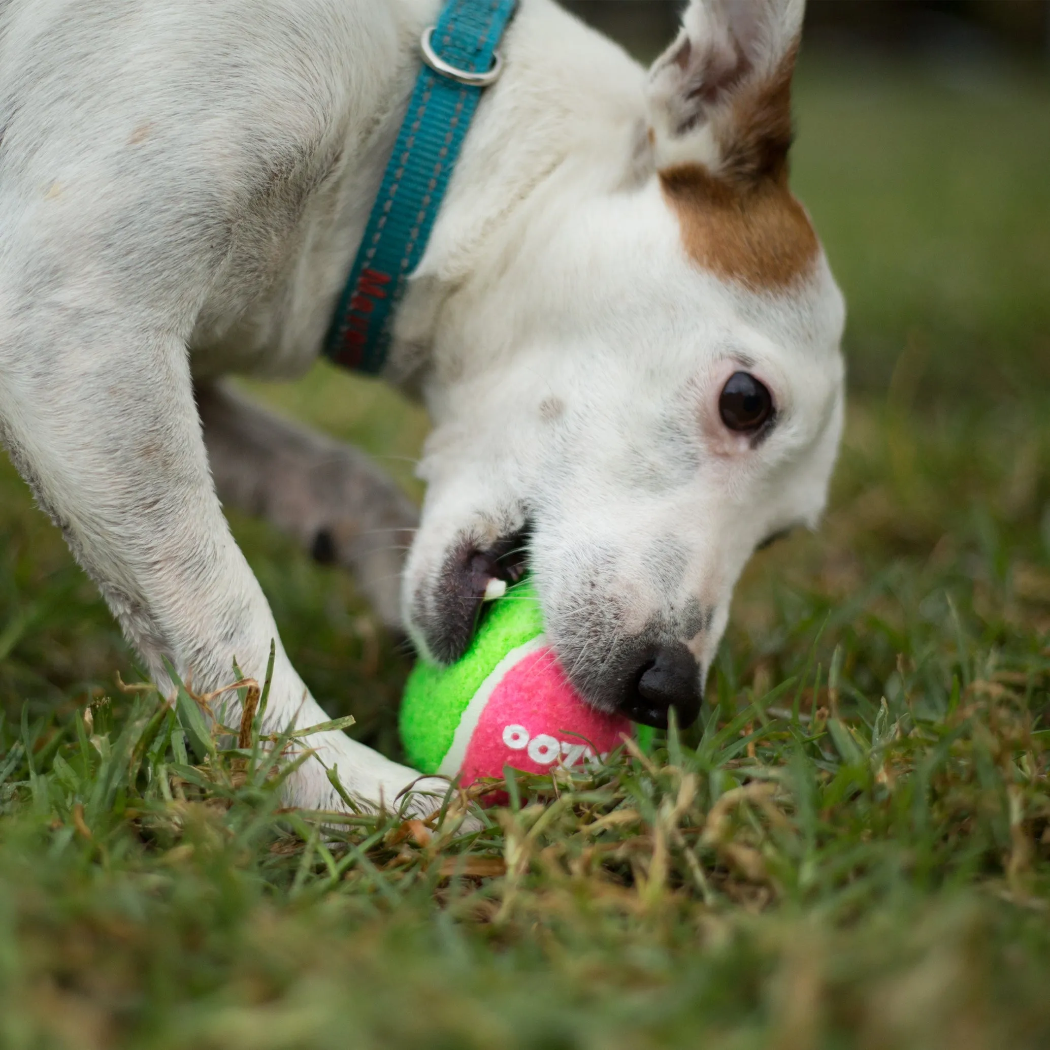 Puncture Proof Tennis Ball Dog Toy