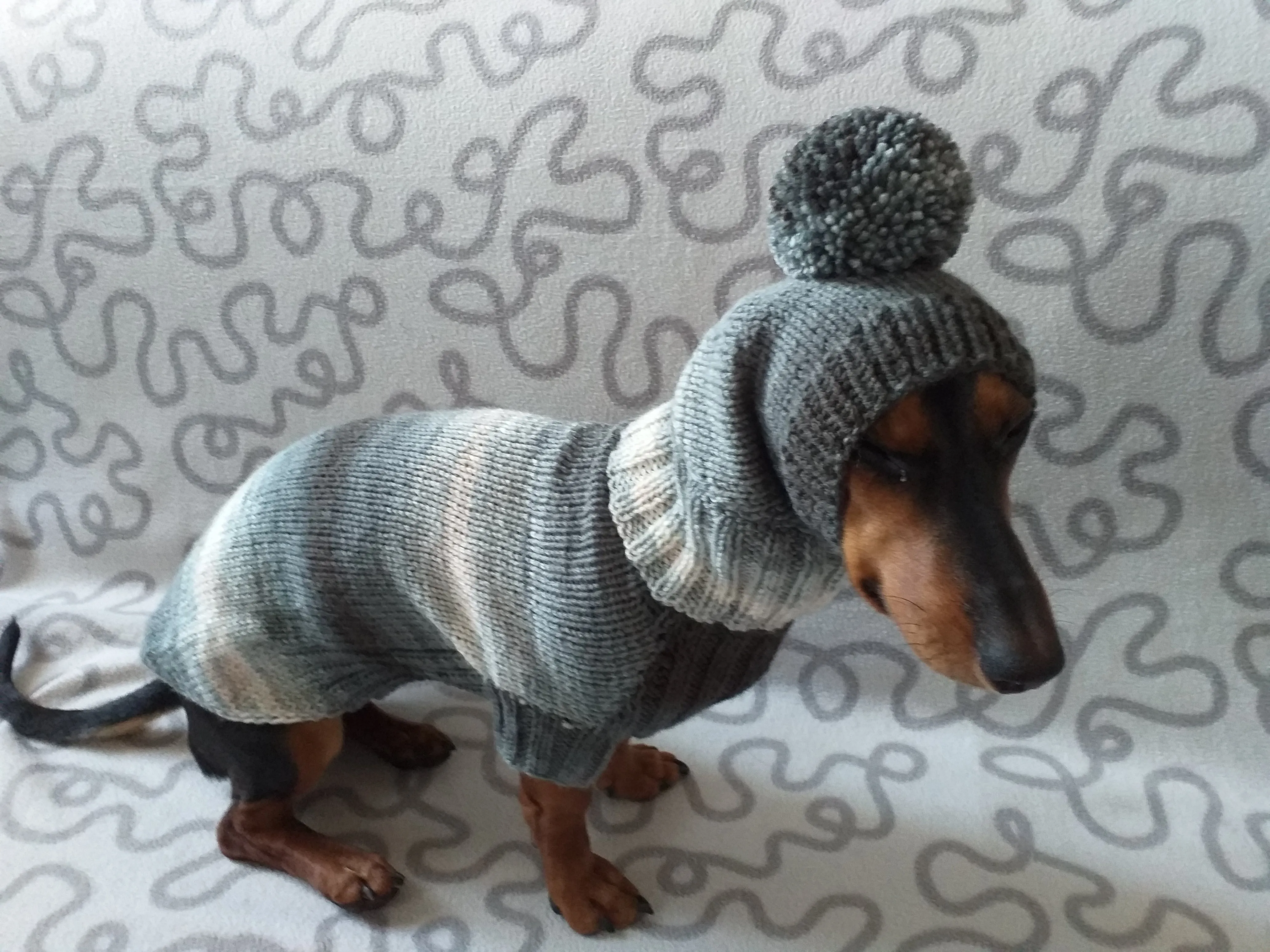 Suit for mini dachshund sweater and hat,knitted suit sweater and hat for dachshund or small dog, suit set sweater and hat for dog