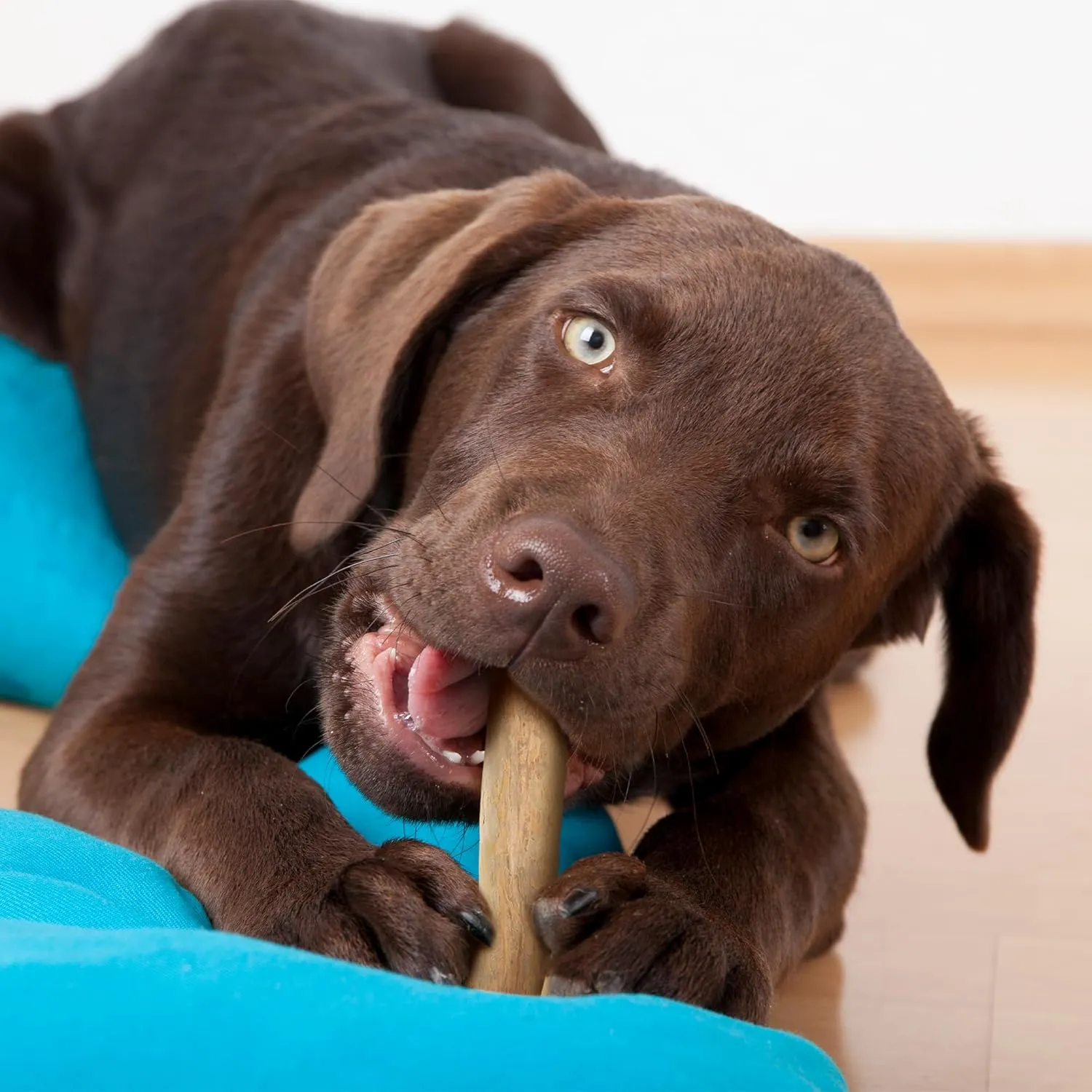 WildfangCoffee Wood Dog Chew Large - Natural Chewing Stick for Dogs, Chewing Bone for Dogs Muscle Training Wood Chews (Size L)
